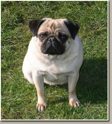 Eastonite pugs hot sale